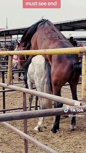 Mare Meeting Highlights: A Captivating Horse Gathering