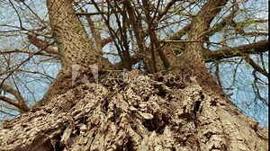 bark texture tree pattern lifestyle. nature landscape a tree close-up concept. dry tree bark abstract tree in park landscape nature concept Stock Video