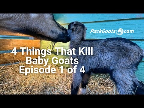 4 Things That Kill Baby Goats Episode 1 of 4