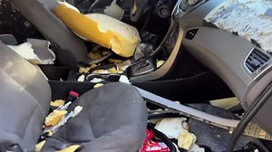 9.2K views · 127 reactions | WATCH: A curious, and most likely hungry, bear destroyed the interior of a parked car after the owners left some Peanut M&M’s inside. Video: Courtesy of Colorado Parks and Wildlife, Northeast Region via Storyful bit.ly/3QSvQ0Z | KTVU Fox 2 | Facebook