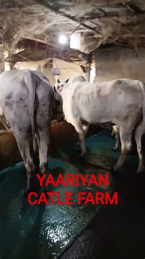 YAARIYAN CATLE FARM #ytshorts #cow