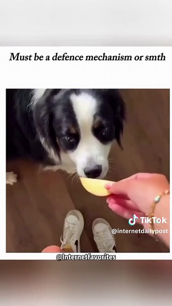 Internet Favorites (@internetdailypost)’s videos with original sound - Internet Favorites