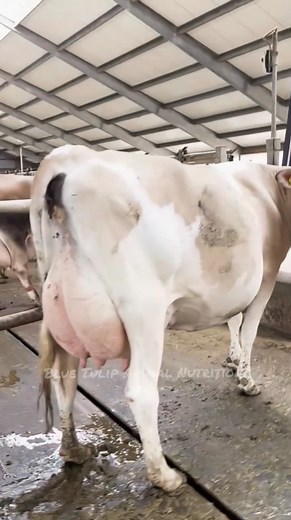 72K views · 4.2K reactions | Top Breed cow #kashmirDiary #FarmersMarketVibes #morehealth #MoreMilk #coworking #USA #UKVibes #CanadaLife #topbreedcows #kashmirDiary #GlobalFarming #MoreMilk #girlandadoodle #girolandobrasil #jersey #holstein #AussieFarmers #FarmingInUSA #AnimalNutrition #TopBreedCows #ViralReels #DailyReels #FarmLife #GlobalFarming #agricultureworld #viral #reels #fb #dairyfarming @topfans | Blue Tulip Animal Nutrition | Facebook