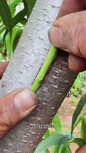 This Simple Hack Will Save Your Trees 🌳✨ #grafting #nature
