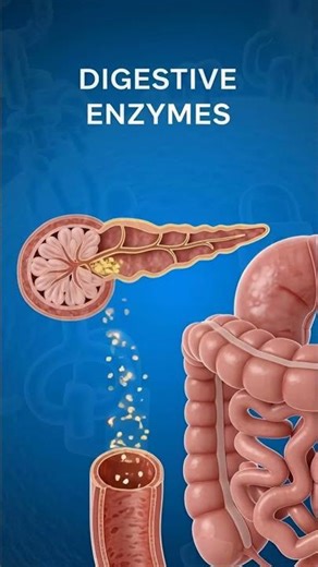 Pancreas in 3D – Insulin Release and Digestion Explained