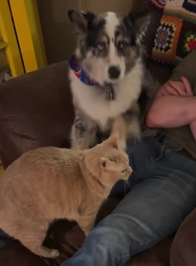 Cats Who Understand English: Funny Moments