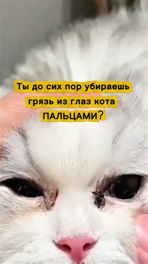 Салфетки для глаз кошек и собак (Артикул на вб #WW410203)