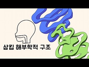 삼킴 해부학적 구조