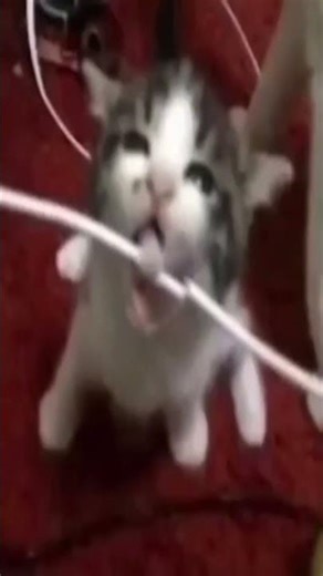 the cat bites the cable😂#funny #eat