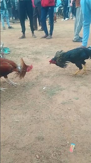 Intense Aseel Fighting Rooster Battle #mianwaliaseels