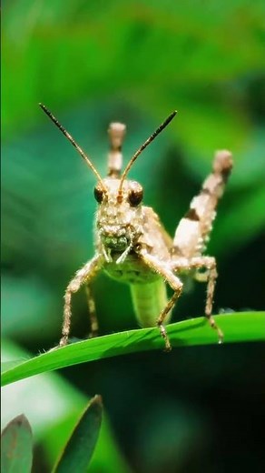 I finally captured the true face of an alien 👽✨