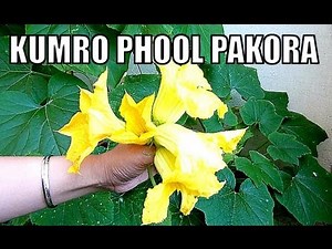 How to make KUMRO PHULER BORA - Pumpkin Blossoms Pakora