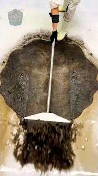 This Wasn’t a Rug. It Was a Hidden Treasure