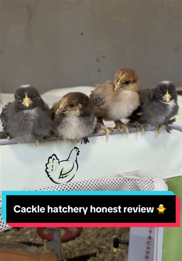 My honest review on cackle hatchery! 🐥✨ #chicks #farmlife #homestead #chickensoftiktok #chickens #fyp