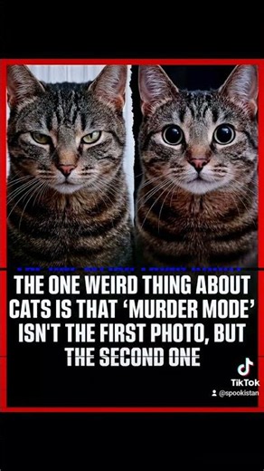 Cats can see ghosts? #horror #scary #cat