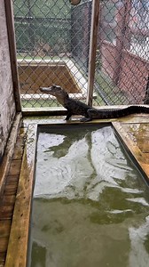 Desirae is feeding Finnegan, one of our juvenile alligators, and answering a common question we get all the time. Our juvenile alligators are fed once a week on a well balanced diet designed to support healthy growth and natural behavior. It is a great behind the scenes look at how we care for our rescued animals every day. 🐊🐀 #EvergladesHolidayPark #AlligatorFacts #JuvenileAlligator #GatorFeeding #AlligatorCare #FloridaWildlife #EvergladesExperience #AnimalCare #ThingsToDoInFlorida #GatorLife