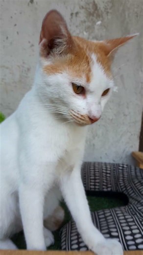 Adan! Cat Chillin on the Roof Deck of the Cat House🐈🐾