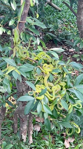 Đại gia đình rắn lục đuôi đỏ trên cây #snake #dongvat #shortvideo #animals #wildlife #wildtv #short