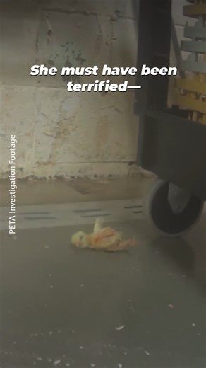 These babies will suffer two horrific fates: being ground up alive or living in chaotic & crowded sheds until they are killed💔 Even if the label says "cage-free," whenever you buy eggs, you support THIS. | PETA (People for the Ethical Treatment of Animals)