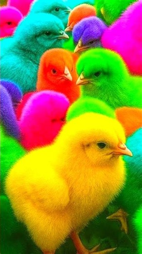 Funny chicken, Colorful chicken, Rainbow chicken, Funny duck, Funny rabbit, turtle, funny cat