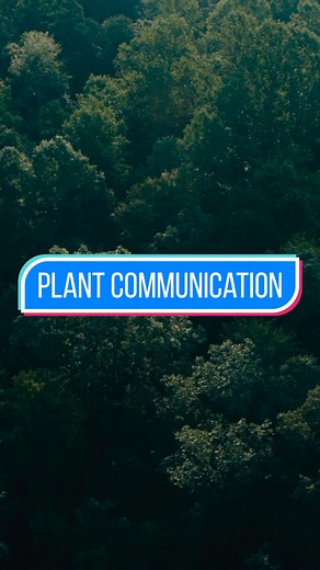 129K views · 2K reactions | Plants communicate with each other through a network of underground fungi. #Science #Researh #Biology #Plants #Botany | Hashem Al-Ghaili | Facebook