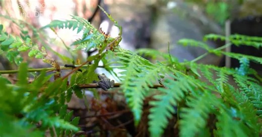 What does the call of a Watson's tree frog sound like?