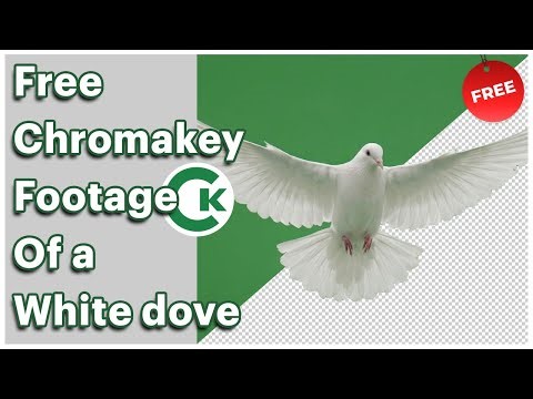 Free White Dove Flying Chroma Key Footage | Green Screen