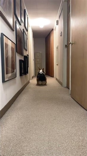 Tweety dog #funny #pets #viral #dogtok #shorts