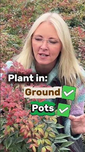 Nandina Obsessed Solves all your garden woes and does not drop leaves.