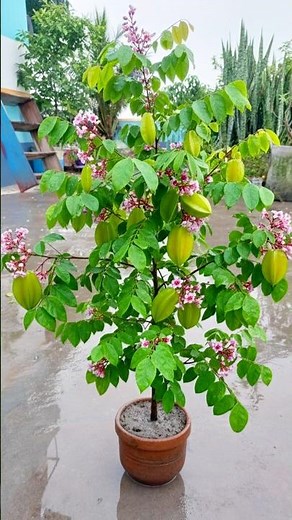 Growing star fruit plant at home from stem | Fruit tree growing tutorial