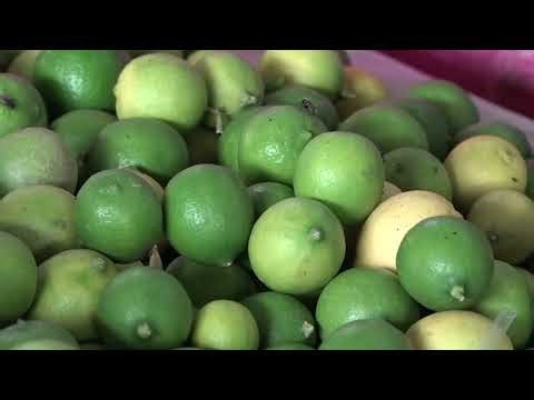 🍋🌳⬇️ Colima reporta caída histórica en la producción de limón