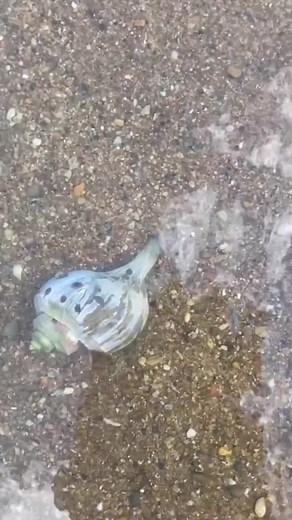 Exploring a Beautiful Seashell on the Beach