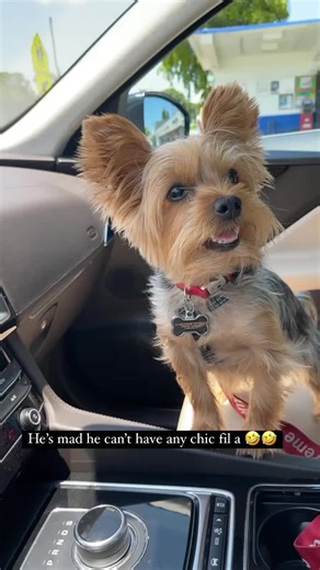 Dog Tantrums When Denied: Funny Yorkie Behavior