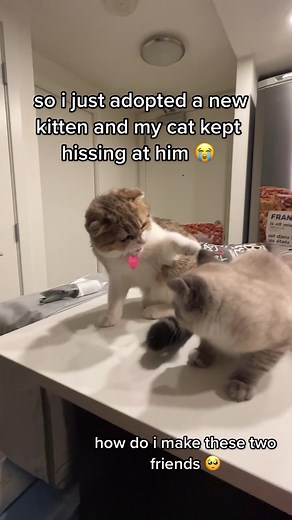 Dealing with Cat Aggression: Introducing a New Kitten to Your Cat