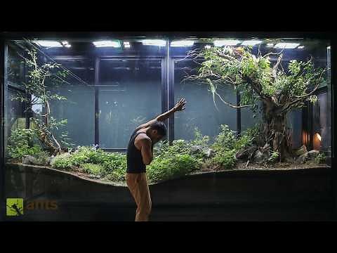 Trying to Save a Lizard's Life in My Giant Ecosystem Vivarium