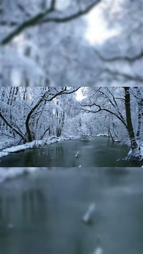 Snowy Forest Blizzard ❄️ Perfect Loop (1 Hour Version on Channel)