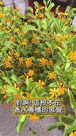 宛如置身香水專櫃！滿盆爆開的長筒梔子花到底有多香？🌿💛