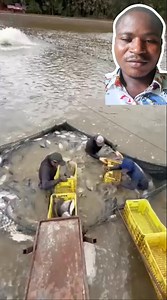 Mechanised cage culture fish farming. very beautiful and innovative! #catfishfarming #FishFarmingBusiness #agricbusiness #urbanfarming #highlightsシ゚ #fish | Pinnacle_AGRO_Services