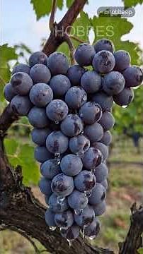 Vitis Vinifera: La Increíble Ingeniería Biológica detrás de la Uva 🍇⚡