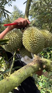 274K views · 2.1K reactions | Tuôn cây vầy cho noá đã ace ạ #kinhdoanhhoaquả #sầuriêngviệtnam #sầuriêng #xuhướng | Sầu Riêng Việt Nam | Facebook