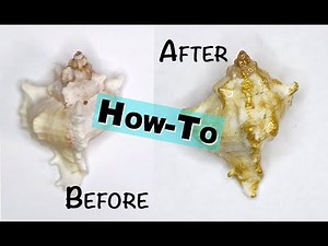 HOW TO USE GOLD PAINT TO DECORATE A SEASHELL | HOW TO DRYBRUSH A SEASHELL | SEASHELL DECOR
