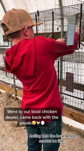 We went to our local chicken dealer (the local Amish community) to get a few hens to add to our flock. So many different breeds of chickens to choose from! Love this time of year on the farm! Can’t wait to let these ladies free range! #chickens #farmkidstuff #chickengang #eggs🤑 #backyardflock