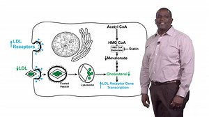 Regulation of Cholesterol Synthesis • iBiology