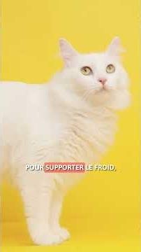 5 FACTS about the TURKISH ANGORA CAT 🔆