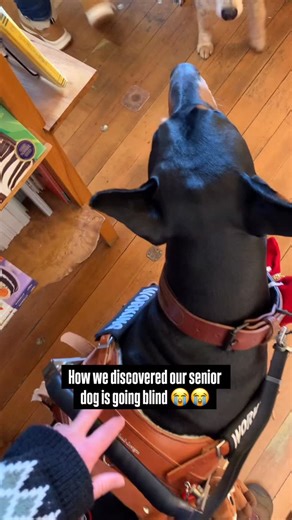 Tobias 🐾 on Instagram: "Im so sorry Jake 😭 hes okay! In all seriousness our precious Jake is rapidly losing his ability to see in his young age of 14. We have stairs at home he does ok with but theyre a different color, we didn’t anticipate him not being able to see the depth change here. After the video stopped he was scooped up and carried downstairs and was loved on by the bookstore staff and us . We’re now making changes to his life to help accommodate his diminishing sight 🩵"