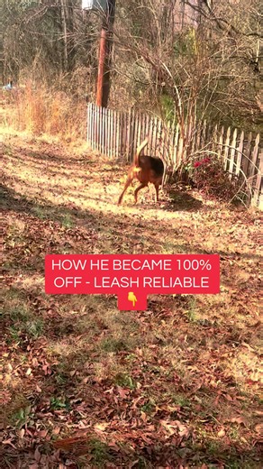 Mastering Off-Leash Training with Jugbow Collar