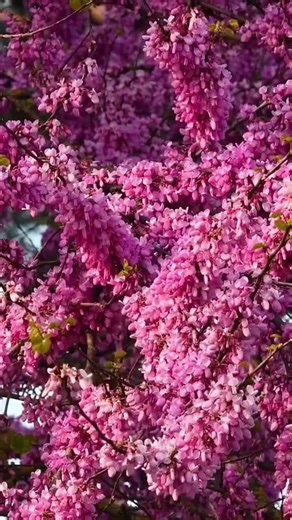 Árbol del amor 🌱 Cercis Siliquastrum 🌸 #viverodearbolconflores #arboldelamor #cercissiliquastrum #viveroperu #arboldeflores #nursery #plantas #plantstok #viveroduzam #cercis