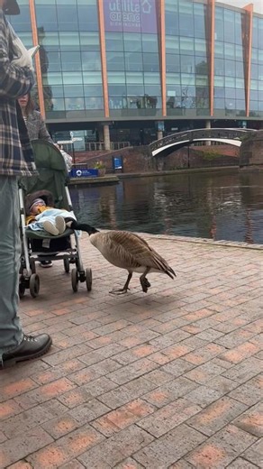 Beware of the Mad Goose: Canal Encounter Warning!