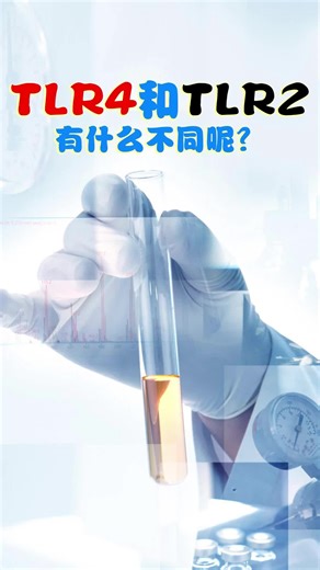 吞噬细胞表明的TLR4和TLR2有什么不同呢？
