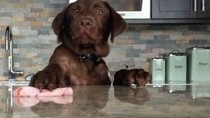 Alva family wins $10,000 on 'America's Funniest Home Videos'